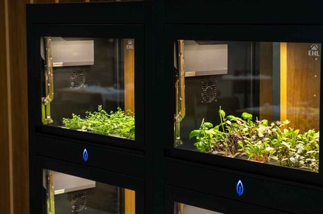 Cultivating local food at EHL’s 1893: Cultifutura’s vertical farming